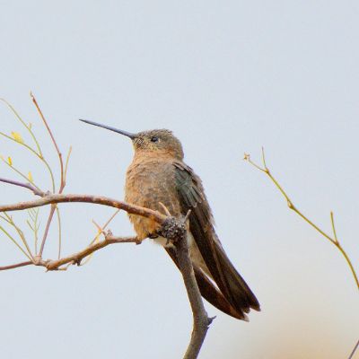 Great Hummingbird (2)